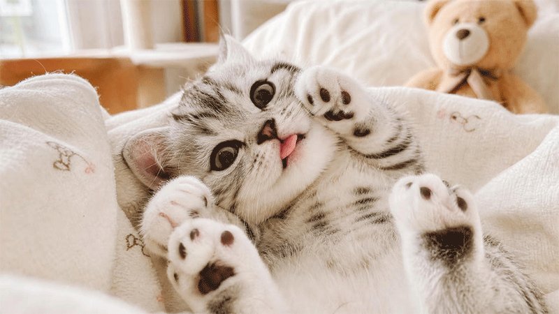 Edimakorで作成した猫動画-1