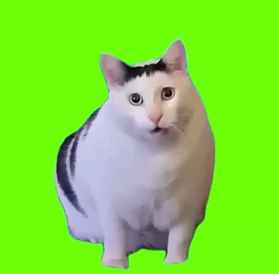 猫ミームの画像