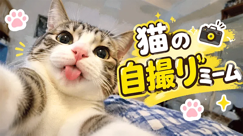 猫の自撮りミーム