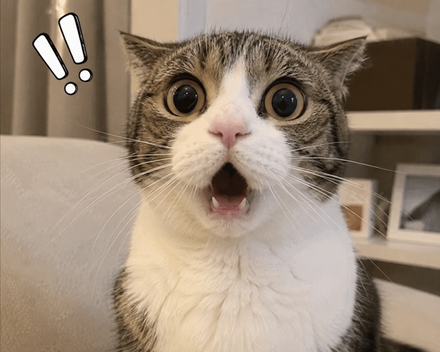 目を大きく見開いて驚いた表情をしている猫のミーム風画像